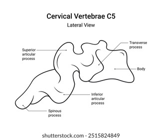 Anatomia das vértebras cervicais C5 Visão lateral em estilo de linha