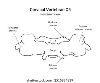 Anatomia das vértebras cervicais C5 Visão posterior em estilo de linha