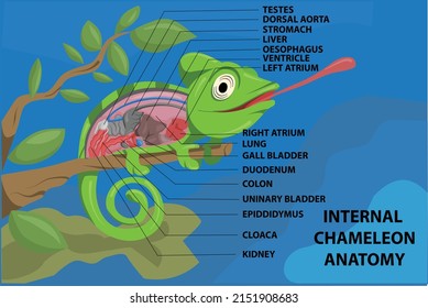 Anatomy Of CHAMELEON on Blue Background Cartoon Design Vector Illustration