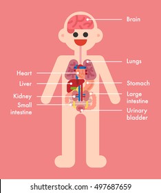 Anatomy character of human organs vector illustration flat design