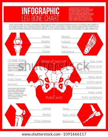 Ankle Bone Chart