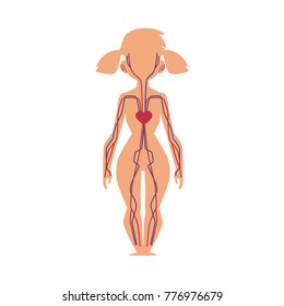 Anatomy chart of human cardiovascular, blood circulatory system, female body, cartoon vector illustration isolated on white background. Human blood system, anatomy chart for kids with female body