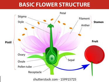  Anatomy of cherry flower. Flower and fruit. Vector diagram