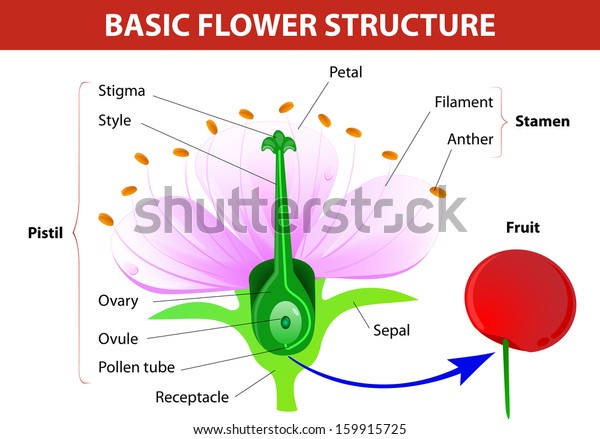  Anatomy of cherry flower. Flower and fruit.\
Vector diagram
