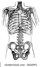 anatomy chest and pelvis anatomy medicine people bone human doctor male silhouette body medical therapy spine clinical surgical healthcare chiropractic skeletal vectors spinal backbone painting geneti