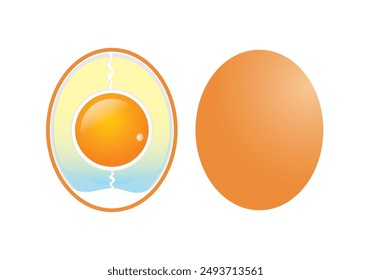 anatomía de los huevos de gallina y de los huevos enteros