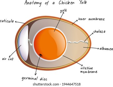 Anatomy of a Chicken Yolk illustration