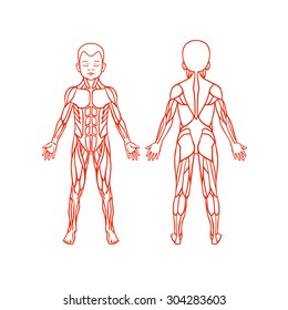 Anatomy Of Children Muscular System, Exercise And Muscle Guide. Child Muscle Vector Outline Clipart, Front And Back View. 