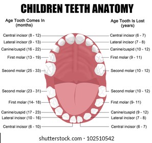 Kids Dental Chart