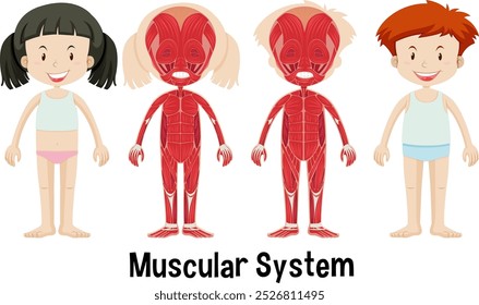 Anatomia dos músculos infantis com partes marcadas