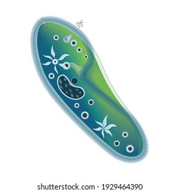 Anatomy of a ciliate slipper. The structure of unicellular organisms. Tutorial. Vector illustration.