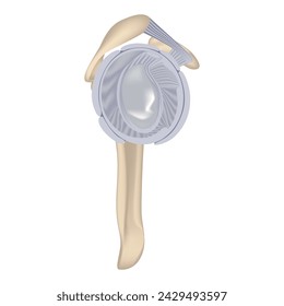 Anatomía de la clavícula. Renderizado 3d con huesos y tendones. Cartel médico. Ilustración de vector
