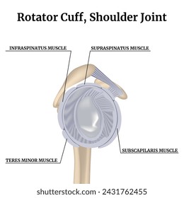 Anatomy of the clavicular cavity and ligaments. 3d rendering of a bone. Realistic, isolated vector illustration