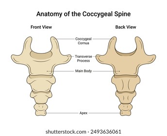 Anatomy of the Coccygeal Spine