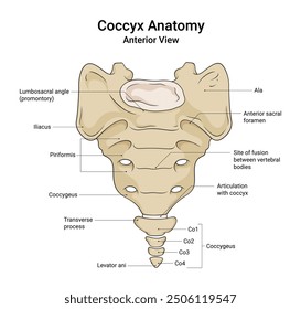 Anatomía del cóccix Vista anterior