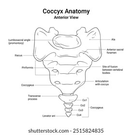 Anatomía del cóccix Vista anterior en línea Estilo