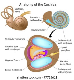 Anatomy of the Cochlea of human ear