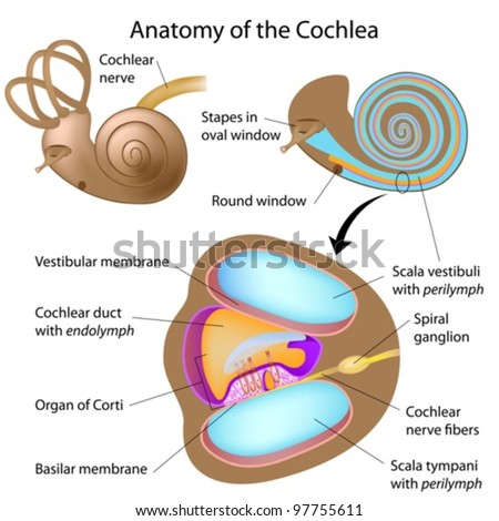 Anatomy Cochlea Human Ear เวกเตอร์สต็อก (ปลอดค่าลิขสิทธิ์) 97755611