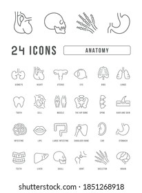Anatomy. Collection of perfectly thin icons for web design, app, and the most modern projects. The kit of signs for category Medicine.