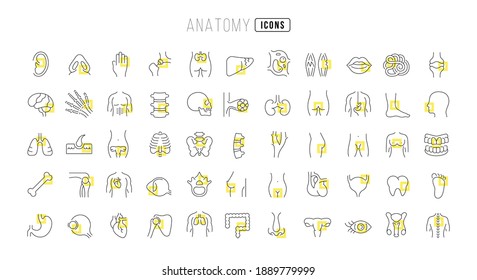 Anatomy. Collection of perfectly thin icons for web design, app, and the most modern projects. The kit of signs for category Medicine.