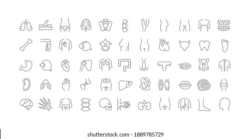 Anatomy. Collection of perfectly thin icons for web design, app, and the most modern projects. The kit of signs for category Medicine.