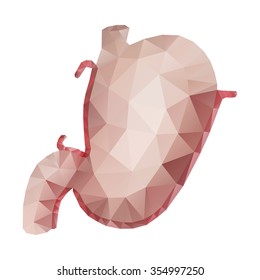 Anatomy collection - polygonal stomach. Vector isolated organ.  Medical illustration