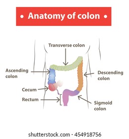 Anatomy of colon.