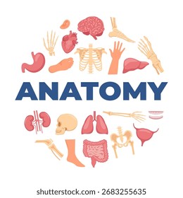Anatomy concept. Human organs, bones, parts of body. Medical anatomy symbols collection.
