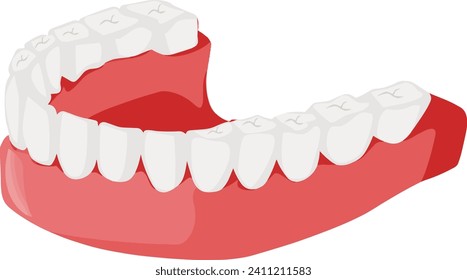 Anatomy Concept. Orthodontist Human Teeth Scheme. Medical Oral Health.