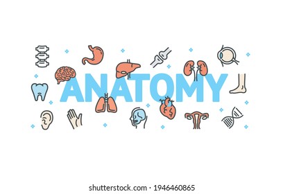 Concepto de anatomía con iconos de línea delgada. Vector