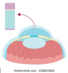 Anatomy Of Cornea