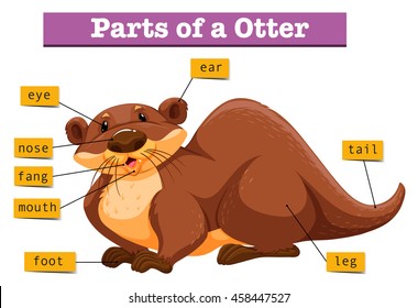 Anatomy of cute otter illustration