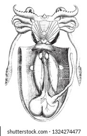 Anatomía de sepias, vista desde arriba, ilustración vintage grabada. De Zoology Elements de Paul Gervais.
