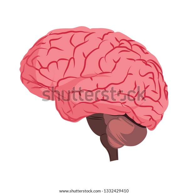 Anatomy Deisign Human Brain Vector Illustration Stock Vector (Royalty ...