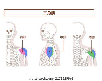 Anatomy of the deltoid muscle  from tthe side and back[Translate]deltoid muscle 