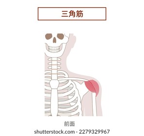 Anatomy of the deltoid muscle[Translate]deltoid muscle