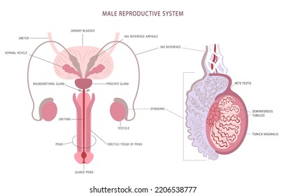 Anatomy Detailed Chart Of Man Reproductive System And Testicle Histology.