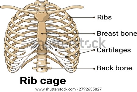 Anatomy diagram of the human rib cage skeleton structure with text labels pointing to ribs, breast bone, cartilages, and back bone isolated on plain white background for biology education worksheets