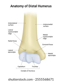 Anatomy of the Distal Humerus