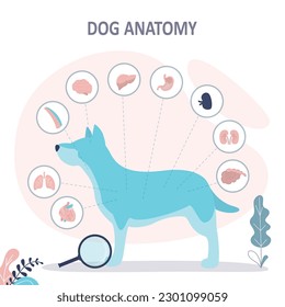 Anatomía del perro con examen de estructura orgánica interna. Folleto educativo etiquetado para zoología, infografía o plantilla de afiches. Descripción del modelo veterinario saludable con localización de las partes interiores de los animales.