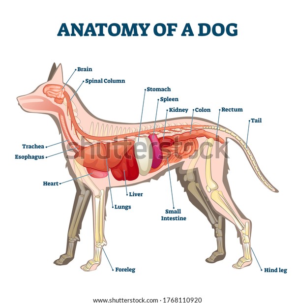 Anatomy Dog Inside Organ Structure Examination Stock Vector (Royalty