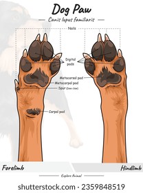 Anatomie eines Hundepaws. Anatomie eines Hundepaws. Abbildung zeigt Teile der Hundehütte. für die Biologie-naturwissenschaftliche Ausbildung