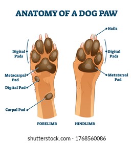 Anatomy of dog paw structure with forelimb and hindlimb comparison scheme vector illustration. Educational labeled pads parts description with digital, metacarpal, digital and carpal location examples