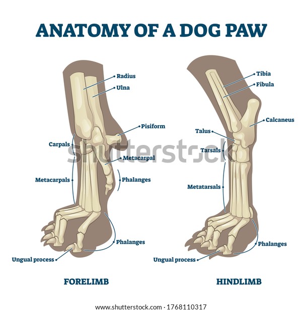 Anatomy of dog paws with forelimb and hindlimb\
bones vector illustration. Educational labeled skeleton comparison\
with zoological inside structure scheme. Animal legs inner closeup\
examination model.