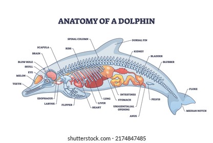 Anatomy of dolphin as animal inner physiological structure outline diagram. Labeled educational scheme with inside organs and skeleton for water mammal vector illustration. Zoological physiology model - Shutterstock ID 2174847485