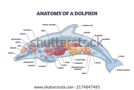 Anatomy of dolphin as animal inner physiological structure outline diagram. Labeled educational scheme with inside organs and skeleton for water mammal vector illustration. Zoological physiology model