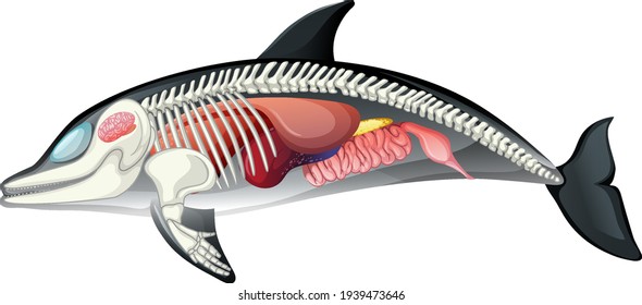 Anatomy of dolphin isolated on white background illustration