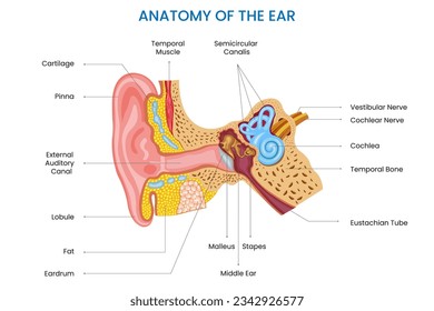 La anatomía de la oreja incluye el oído exterior, medio e interior, cada uno con estructuras especializadas que funcionan juntas para la audición y el equilibrio.