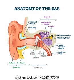 Anatomy of the ear, labeled health care vector illustration diagram. Outer, middle and inner ear sections. Human body sensory organ education scheme. Vestibular system with nerves, cochlea and canals.