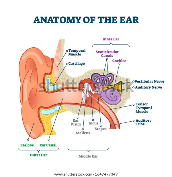 耳の解剖図 ラベルと医療ベクターイラスト図 外耳 中耳 内耳の各部分 人体感覚器官教育の仕組み 神経 蝸牛 運河を持つ前庭系 のベクター画像素材 ロイヤリティフリー
